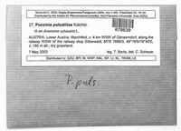 Puccinia ustalis image